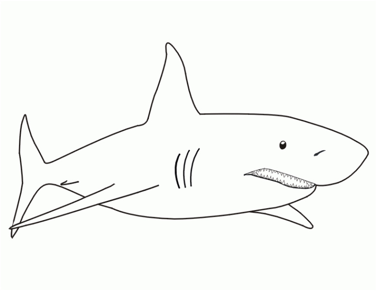 dessin requin baleine