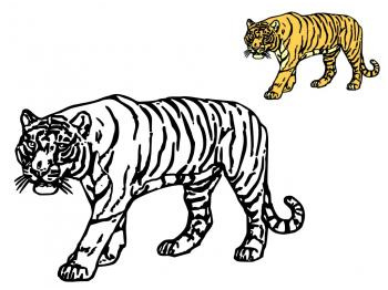 coloriage tigre