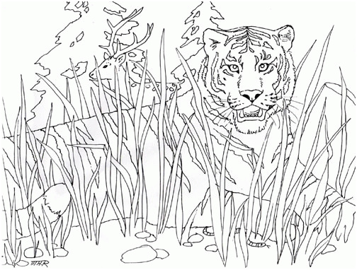 dessin tigre chinois