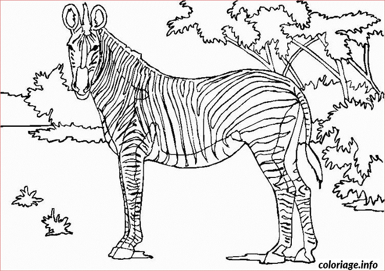 zebre en savane coloriage