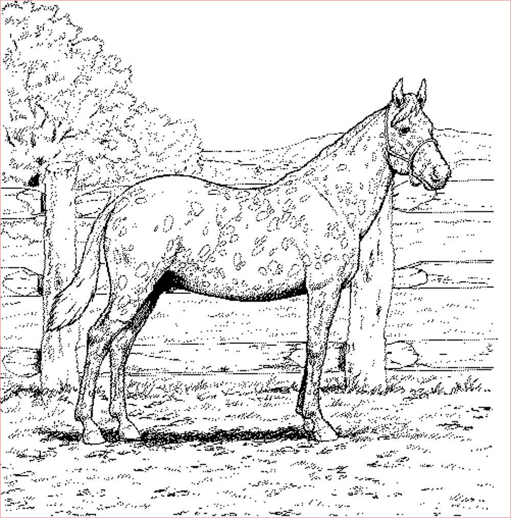 coloriage chevaux sauvages imprimer