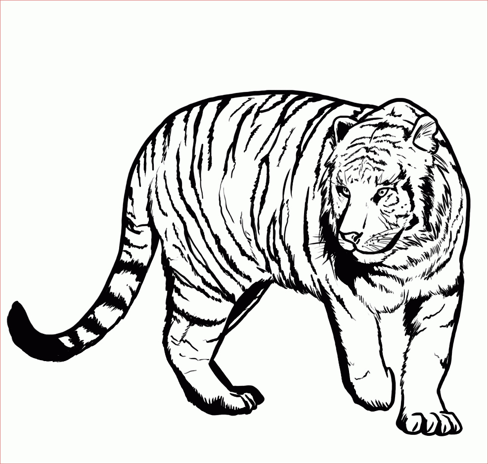 Coloriage Tigre Frais Tiger Coloring Pages
