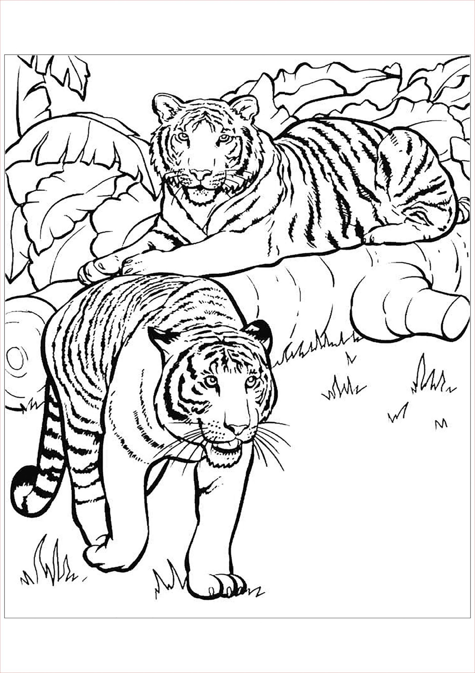 image=tigres coloriage enfant tigre 11 1