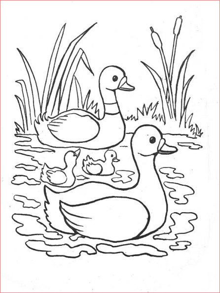 Coloriage Canard Frais 61 Best Vogels Kleurplaten Images On Pinterest