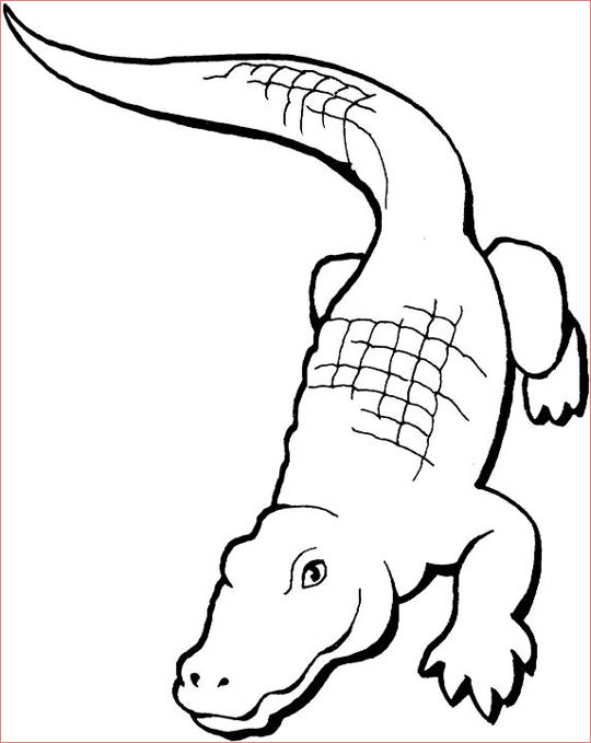 coloriage crocodile du nil