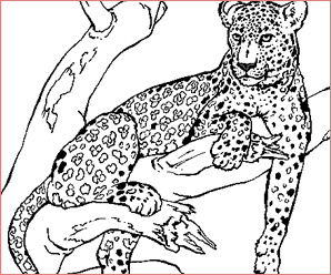 coloriage animaux sauvage a imprimer