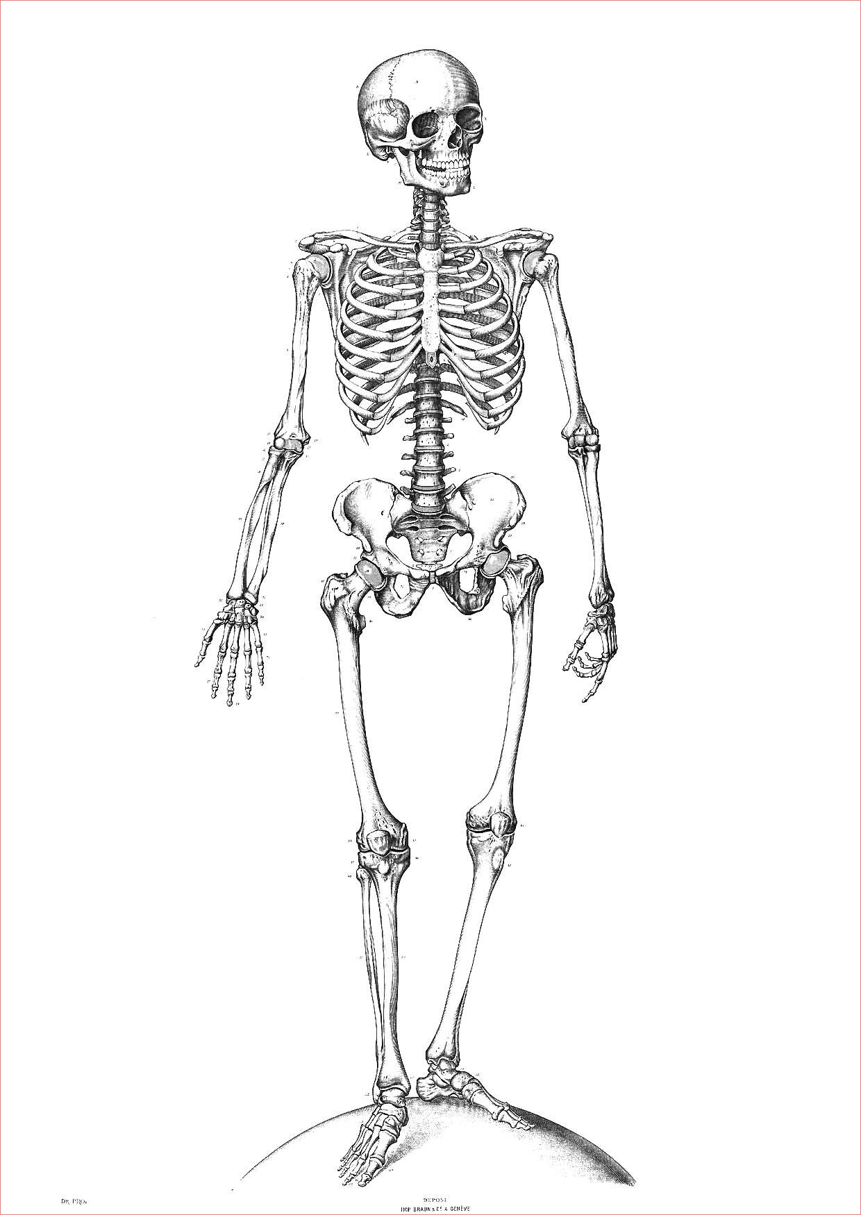 coloriage squelette i9340