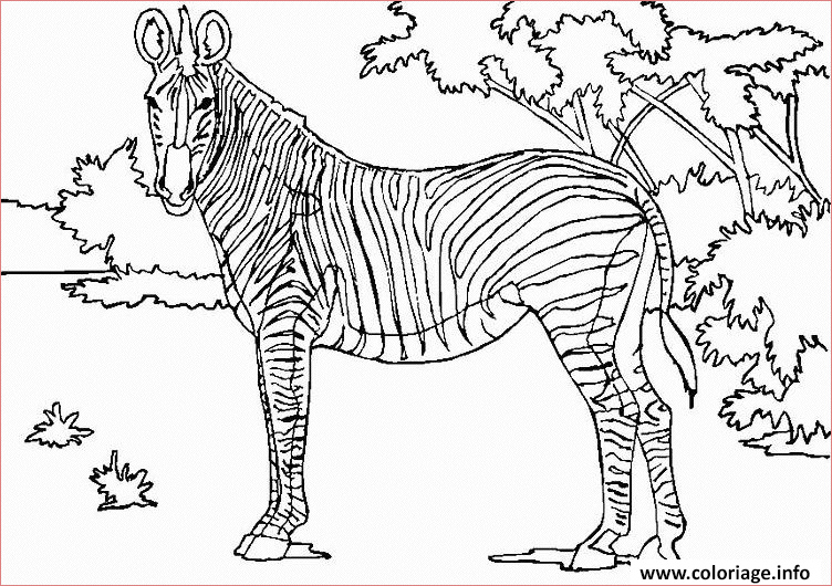 Coloriage Zebre Nice Coloriage Zebre 27 Dessin