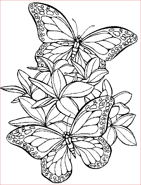 coloriage adulte papillon
