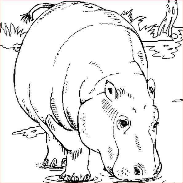 hippopotame coloriage