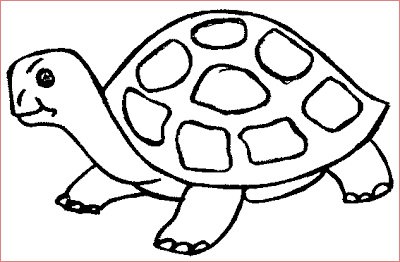 tortugas terrestres y marinas para