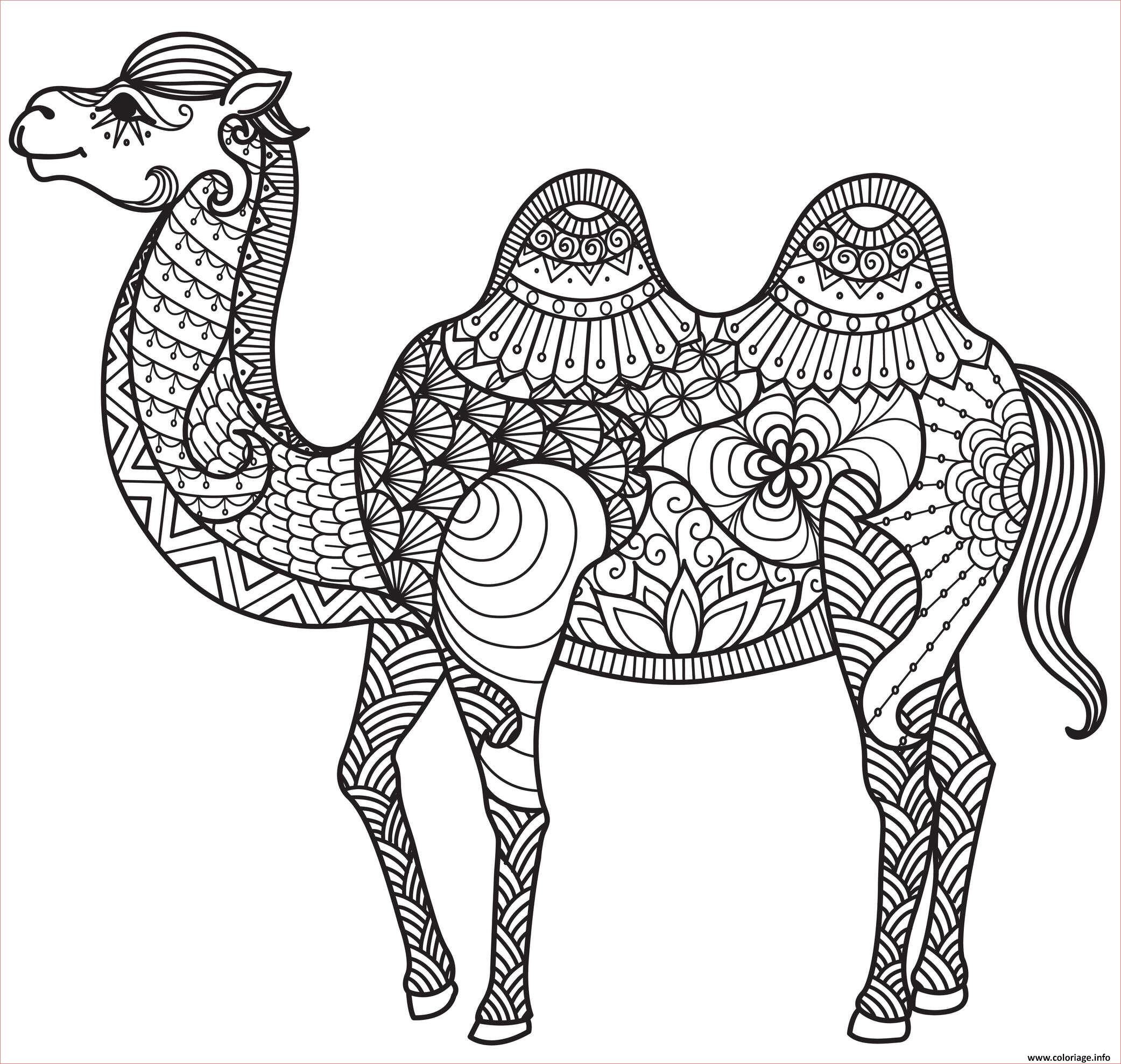 chameau adulte animaux anti stress coloriage