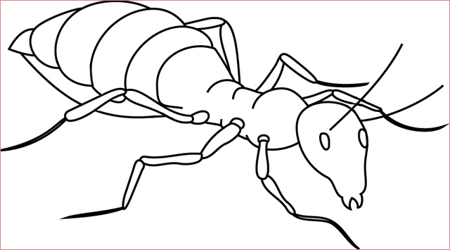 dessin de fourmi 2
