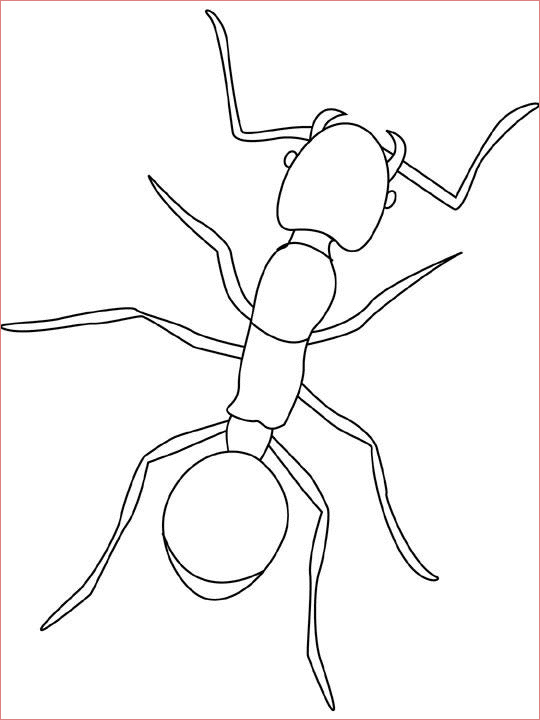 dessin fourmi