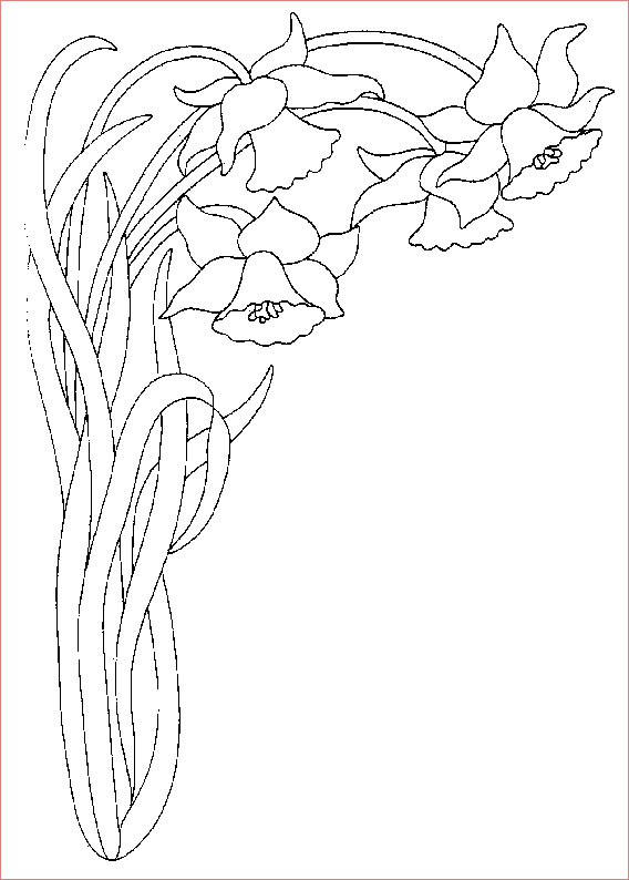 6502 coloriage jonquille 10
