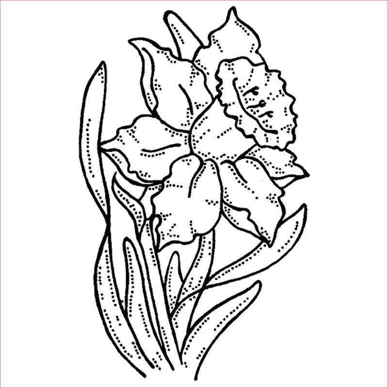 coloriage jonquille gratuit a imprimer et colorier