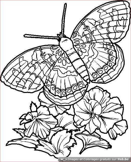 coloriage papillon difficile en ligne dessin gratuit a pour coloriage en ligne difficile