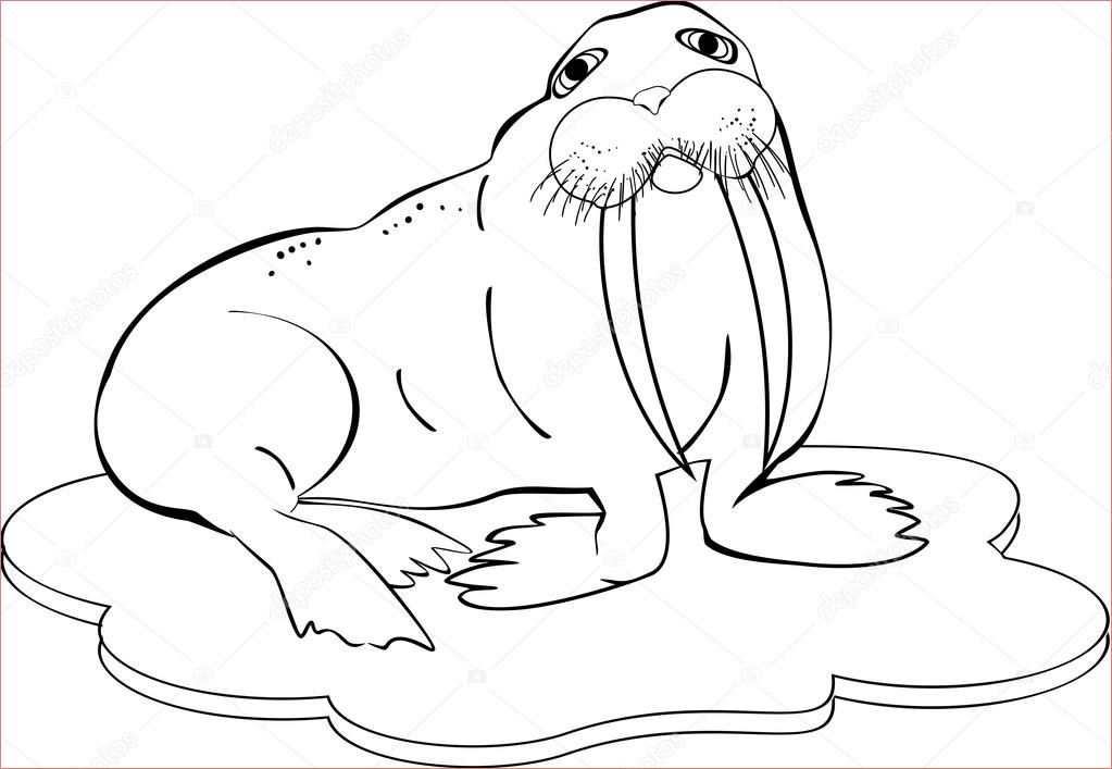 stock illustration coloring with cute walrus