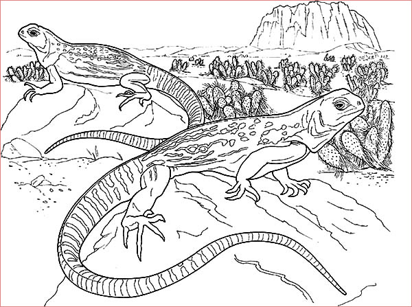 lizard mating coloring pages 2