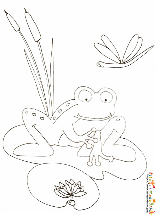 image de dessin de grenouille
