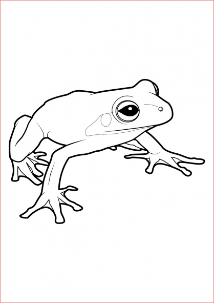 dessin grenouille facile
