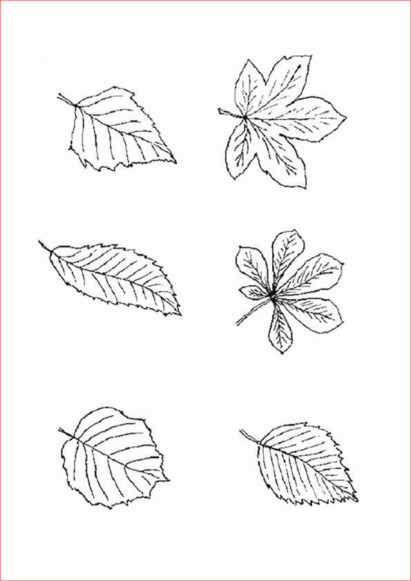 dessiner des feuilles d automne