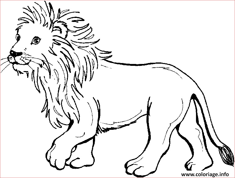 un jeune lionceau coloriage dessin