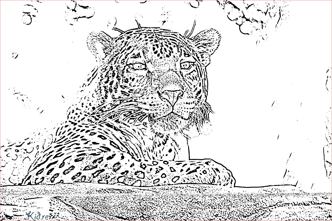 Jaguar ausmalbilder
