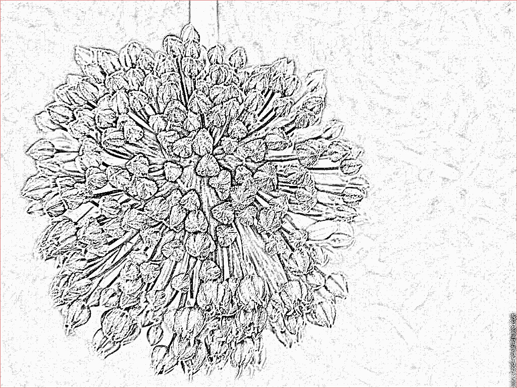 coloriage fleur de poireau sauvage2 fleur ciboulette