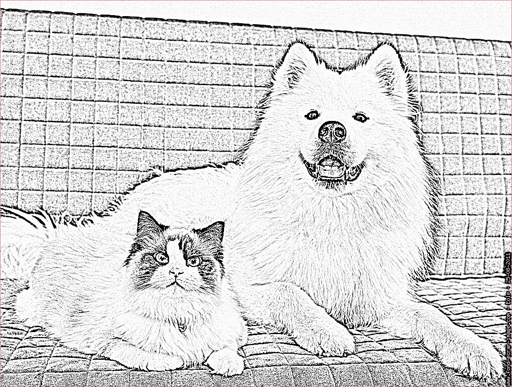 coloriage de chat et chien imprimer