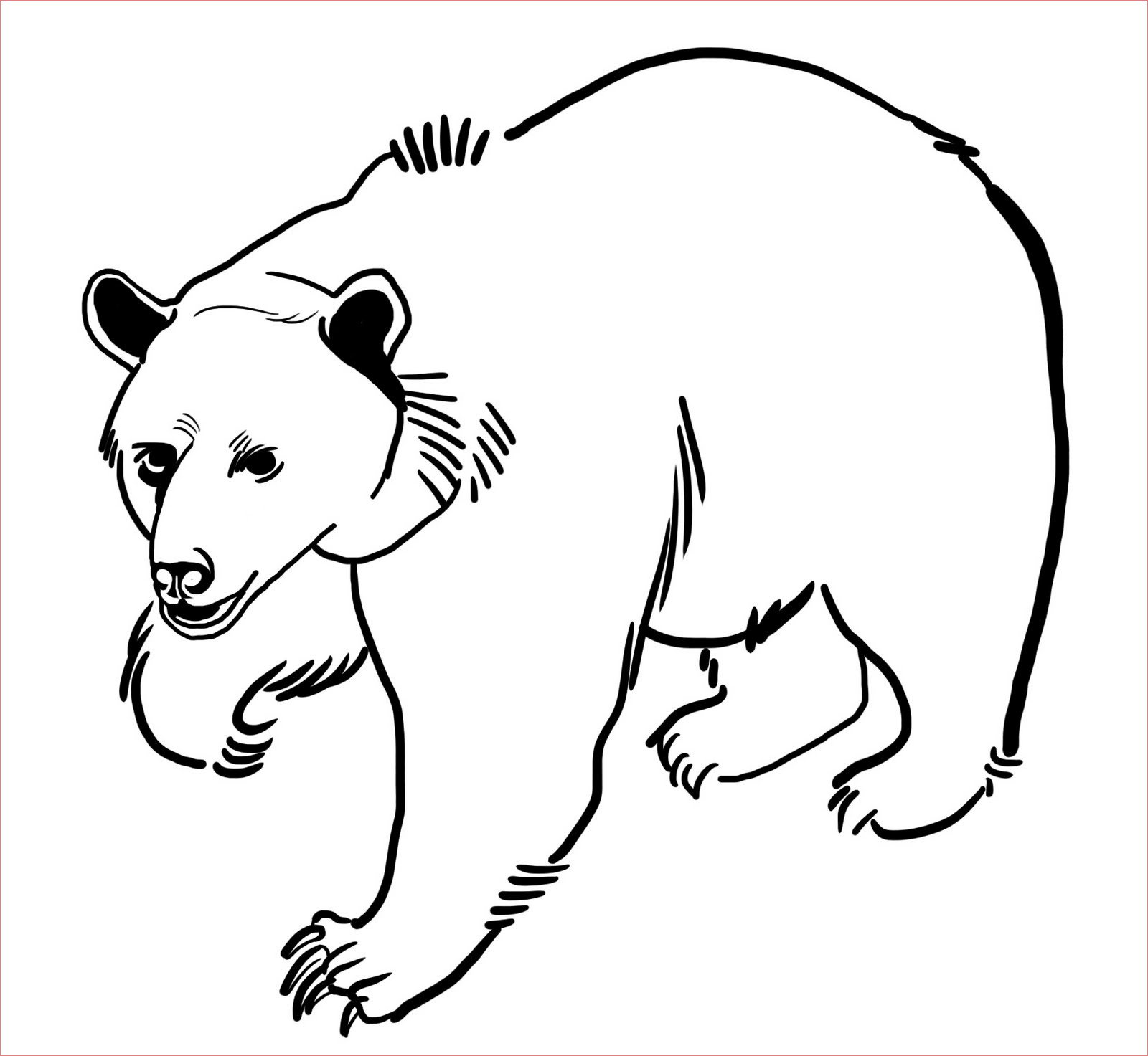 dessin gratuit ours polaire
